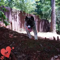 AKC Agouti OFA & Embark, a female Siberian Husky for sale in Anderson, SC – 4 of 10