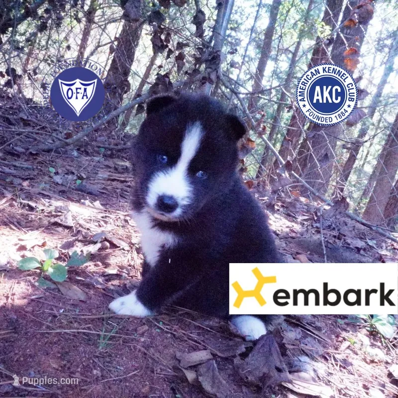 Iceman - Black/white – Siberian Husky puppy for sale in Anderson, SC