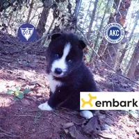 Iceman - Black/white, a male Siberian Husky for sale in Anderson, SC – 1 of 10
