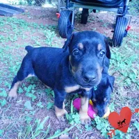AKC Euro OFA & Embark - Hahn, a male Doberman Pinscher for sale in Anderson, SC – 9 of 10