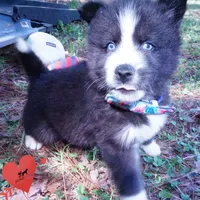 Iceman - Black/white, a male Siberian Husky for sale in Anderson, SC – 6 of 10