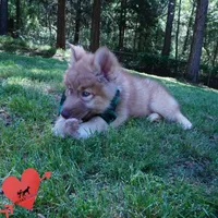 Brown/white Embark AKC OFA, a male Siberian Husky for sale in Anderson, SC – Photo 4 of 9