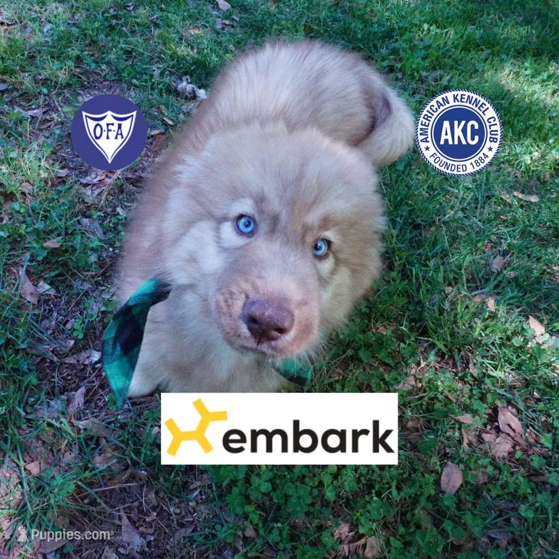 Brown/white Embark AKC OFA – Siberian Husky puppy for sale in Anderson, SC