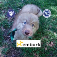 Brown/white Embark AKC OFA, a male Siberian Husky for sale in Anderson, SC – Photo 1 of 9