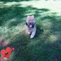 Brown/white Embark AKC OFA, a male Siberian Husky for sale in Anderson, SC – Photo 5 of 9