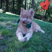 Brown/white Embark AKC OFA, a male Siberian Husky for sale in Anderson, SC – Photo 2 of 9