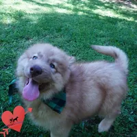 Brown/white Embark AKC OFA, a male Siberian Husky for sale in Anderson, SC – Photo 6 of 9