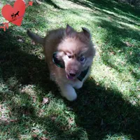 Brown/white Embark AKC OFA, a male Siberian Husky for sale in Anderson, SC – Photo 7 of 9