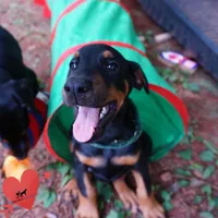 AKC Euro OFA & Embark - Hahn, a male Doberman Pinscher for sale in Anderson, SC – 2 of 10