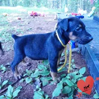 Champion & Full Euro AKC, a female Doberman Pinscher for sale in Anderson, SC – 8 of 10