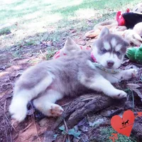 Red/white Ready mid October, a female Siberian Husky for sale in Anderson, SC – 8 of 10