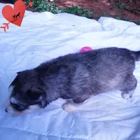 OFA & Embark Tested Parents - Gerogina, a male Siberian Husky for sale in Anderson, SC – 8 of 10