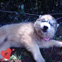 Embark, AKC, & OFA, a female Siberian Husky for sale in Anderson, SC – 8 of 10