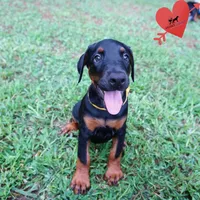 Ears Cropped - Full Euro, a female Doberman Pinscher for sale in Anderson, SC – 9 of 10