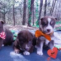 AKC Brown/white OFA, a female Siberian Husky for sale in Anderson, SC – Photo 7 of 10