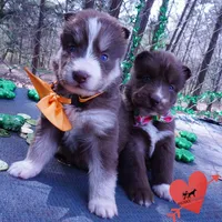 AKC Brown/white OFA, a female Siberian Husky for sale in Anderson, SC – Photo 8 of 10