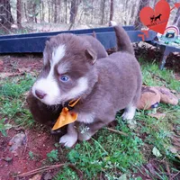 AKC Brown/white OFA, a female Siberian Husky for sale in Anderson, SC – Photo 4 of 10