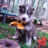 AKC Brown/white OFA, a female Siberian Husky for sale in Anderson, SC – Photo 5 of 10