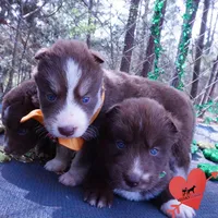 AKC Brown/white OFA, a female Siberian Husky for sale in Anderson, SC – Photo 6 of 10