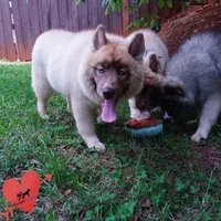 AKC Solid Brown OFA Embark, a female Siberian Husky for sale in Anderson, SC – 7 of 10