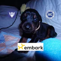 AKC Euro OFA & Embark - Hahn, a male Doberman Pinscher for sale in Anderson, SC – 1 of 10