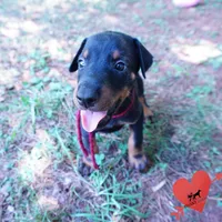 AKC Euro OFA & Embark - Hakoda, a male Doberman Pinscher for sale in Anderson, SC – 6 of 10