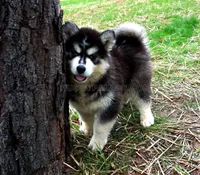 Ready mid October, a  Siberian Husky for sale in Anderson, SC – 4 of 10