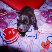 AKC Solid Brown OFA, a female Siberian Husky for sale in Anderson, SC – Photo 3 of 7