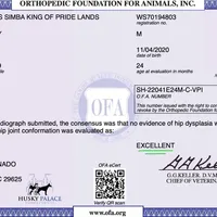 AKC Solid Brown OFA, a female Siberian Husky for sale in Anderson, SC – Photo 5 of 7