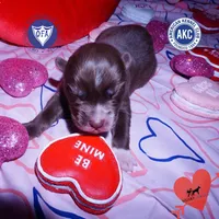 AKC Solid Brown OFA, a female Siberian Husky for sale in Anderson, SC – Photo 1 of 7