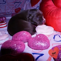 AKC Solid Brown OFA, a female Siberian Husky for sale in Anderson, SC – Photo 2 of 7