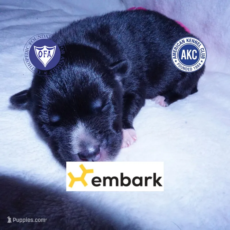 Agouti OFA, AKC, & Embark – Siberian Husky puppy for sale in Anderson, SC