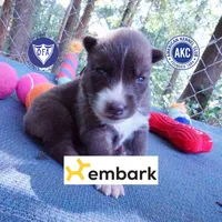 Solid Brown Embark OFA AKC - Nami, a female Siberian Husky for sale in Anderson, SC – 1 of 10