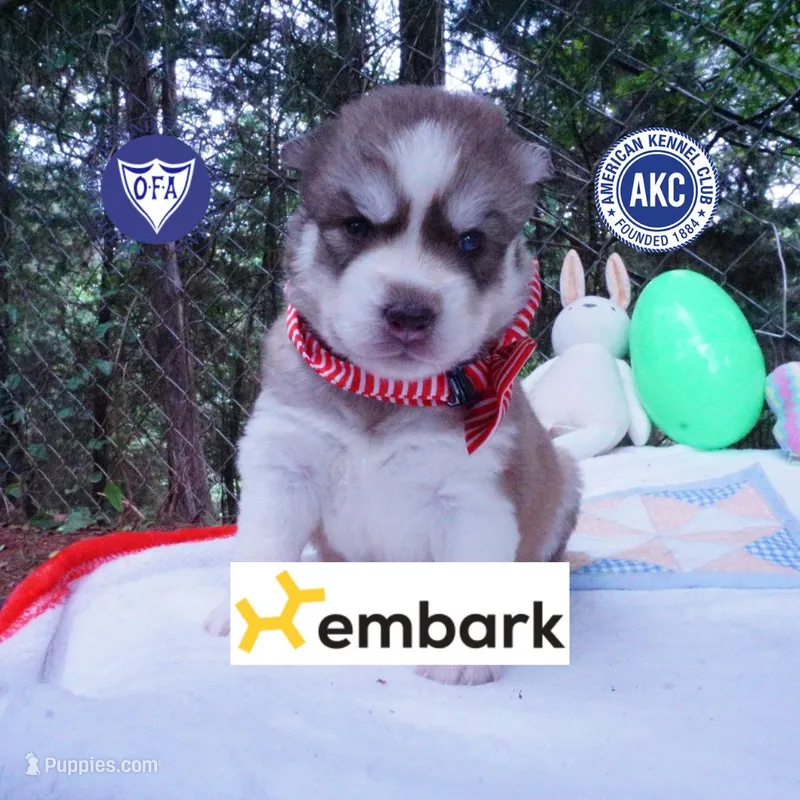 AKC Prada - Red/white OFA & Embark – Siberian Husky puppy for sale in Anderson, SC