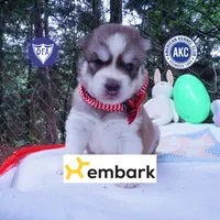 AKC Prada - Red/white OFA & Embark, a female Siberian Husky for sale in Anderson, SC – 1 of 10