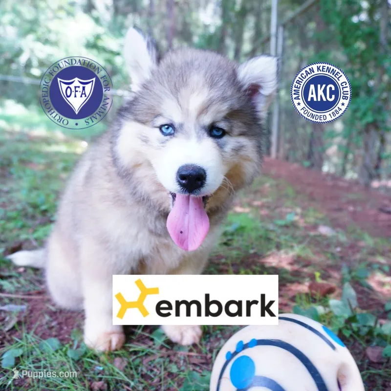 Embark, AKC, & OFA – Siberian Husky puppy for sale in Anderson, SC