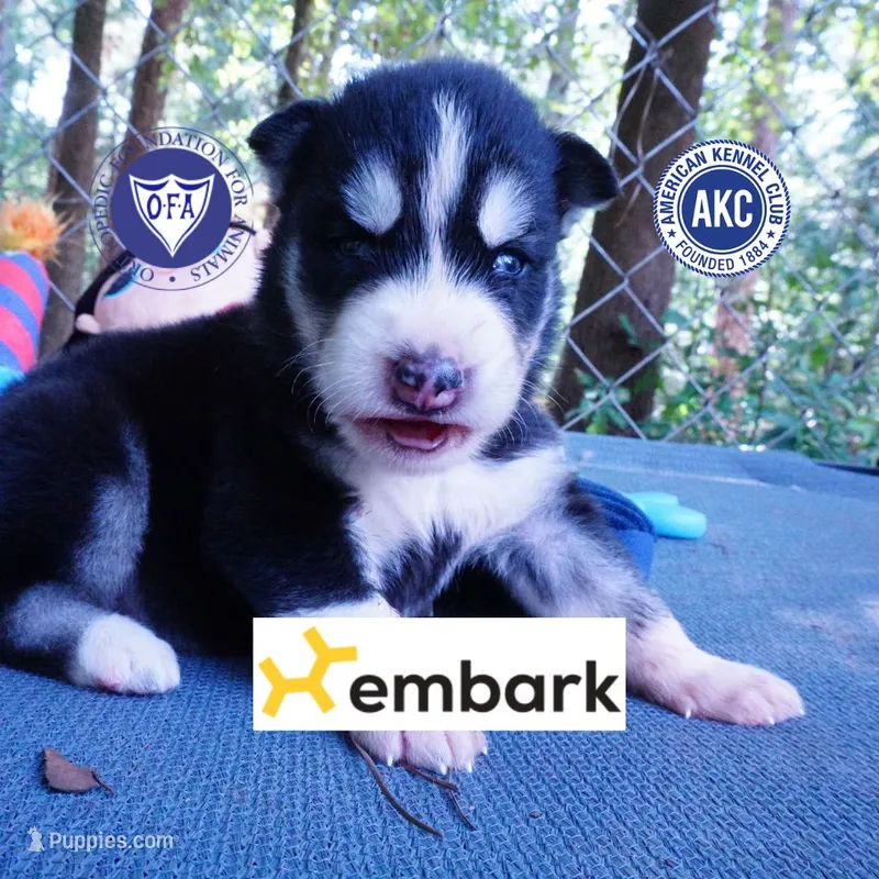 OFA & Embark Tested - Luffy – Siberian Husky puppy for sale in Anderson, SC