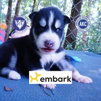 OFA & Embark Tested - Luffy, a male Siberian Husky for sale in Anderson, SC – 1 of 10