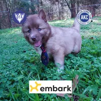 AKC Solid Brown, a female Siberian Husky for sale in Anderson, SC – Photo 1 of 10