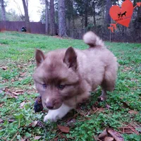 AKC Solid Brown, a female Siberian Husky for sale in Anderson, SC – Photo 7 of 10