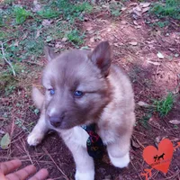 AKC Solid Brown, a female Siberian Husky for sale in Anderson, SC – Photo 4 of 10