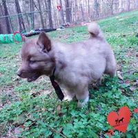 AKC Solid Brown, a female Siberian Husky for sale in Anderson, SC – Photo 8 of 10