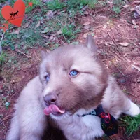 AKC Solid Brown, a female Siberian Husky for sale in Anderson, SC – Photo 2 of 10
