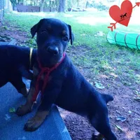 Full Euro, OFA, Embark, & AKC, a female Doberman Pinscher for sale in Anderson, SC – 5 of 10