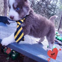 AKC Ready in April, a male Siberian Husky for sale in Anderson, SC – Photo 5 of 10