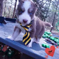 AKC Ready in April, a male Siberian Husky for sale in Anderson, SC – Photo 4 of 10