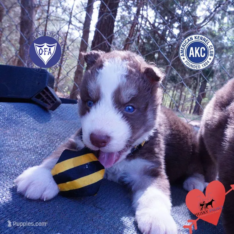 AKC Ready in April – Siberian Husky puppy for sale in Anderson, SC