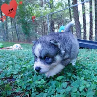 OFA & Embark Tested Parents - Usopp, a male Siberian Husky for sale in Anderson, SC – 4 of 9