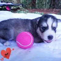 OFA & Embark Tested Parents - Gerogina, a male Siberian Husky for sale in Anderson, SC – 7 of 10