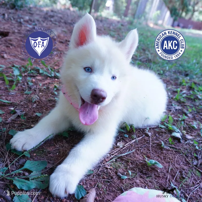 Solid White Female AKC OFA – Siberian Husky puppy for sale in Anderson, SC